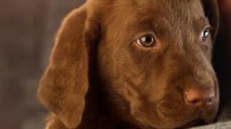 Animals Cute Dogs Nature Puppy Related Wallpaper