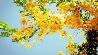 Summer Flowers Wallpaper HD Early