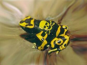 Redneck S Frog Funny Wallpaper Avzio