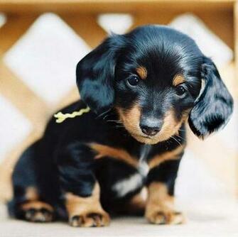 Cute Black Dachshund Puppy Sitting On A Bench Puppies Wallpaper