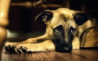 Cute Dog Wallpaper