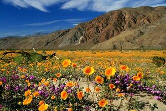 Wild About Wildflowers In San Diego S East County