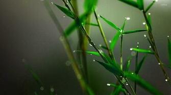 Bamboo Buds HD Wallpaper