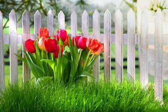 Pictures Of Tulips Spring Flowers Elsoar