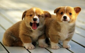 Pembroke Welsh Corgi Puppies Rescue Pictures Information