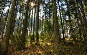Wallpaper Forest Pine Trees The Sun Rays Nature