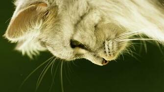Cats Animals Roxy Furry Wallpaper Background