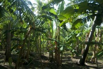 Banana Plantation Wallpaper High Quality