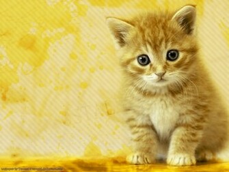 Wallpaper World Cats