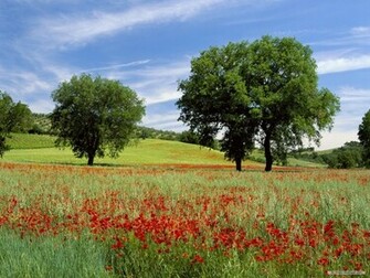 Nature Wallpaper Wonderful Green