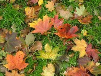 7art Fallen Leaves Screensaver 8923kb Shareware Win All
