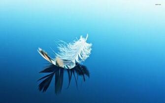 White Feather On Blue Surface Wallpaper Photography