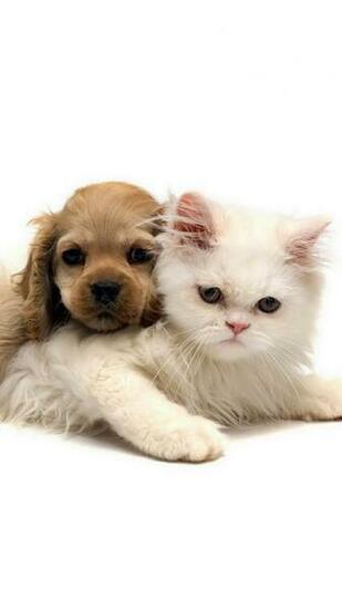 Cats And Dogs Photo iPhone Wallpaper HD