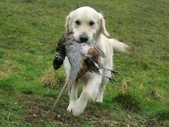 Pic New Posts Labrador Dog Wallpaper HD