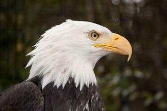 Bald Eagle Wallpaper Live HD Hq Pictures Image Photos