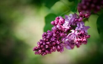 Beautiful Lilac Wallpaper Background