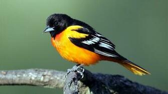 Orioles Birds Wallpaper