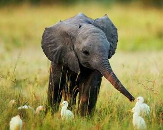 Cute Baby Elephant HD Wallpaper Daily Background In