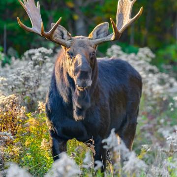 Bull Moose KataHDin Woods And Waters National Monument