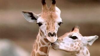 Baby Giraffe Wallpaper