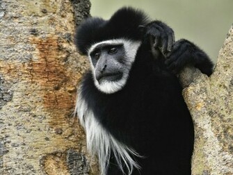 Ape Wallpaper