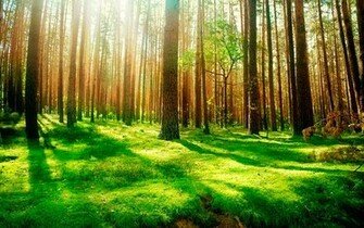 Forest Wallpaper