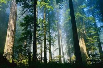 Coastal Redwoods Northern California World Wallpaper Collection
