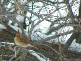 Wallpaper Cute Christmas Bird Count