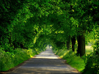 Forest Road Spring Walk Park Path Nature Trees