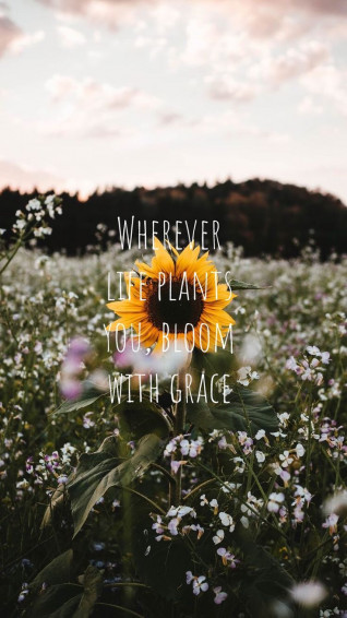 Sunflower Quotes Wallpaper Flower