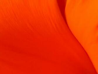 Orange Color Wallpaper Desktop Background