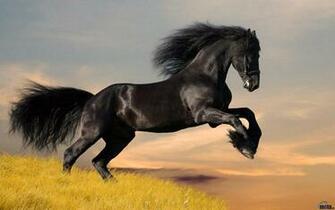 Friesian Horse Wallpaper