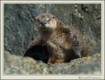 River Otter Pups Nursingjpg Pictures