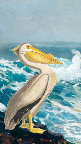 Premium Image Of Pelican Bird iPhone Wallpaper Blue