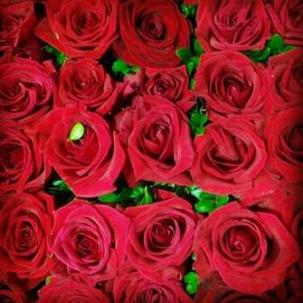 Pin Bed Of Roses Wallpaper Michelle Reis In A