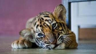 Cute Baby Tiger Pictures Cutest Plays
