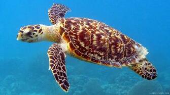 Hawksbill Sea Turtle HD Wallpaper IHD