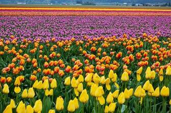 Skagit Valley Tulip Fields