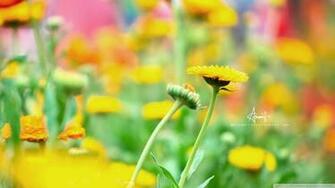 Wallpaper Yellow Flower 1080p HD Upload At February