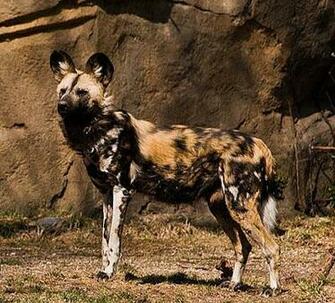 Wallpaper African Wild Dog