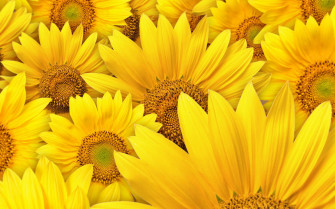 These Yellow Wallpaper In High Definition For F