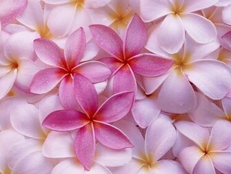 Hawaiian Flowers Background