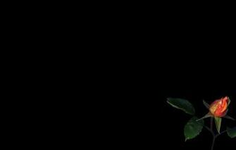 Wallpaper Flower Rose Bud Leaf Light Shadow