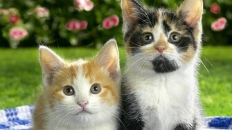 Blackberry iPad Two Funny Kittens Screensaver For Kindle3 And Dx
