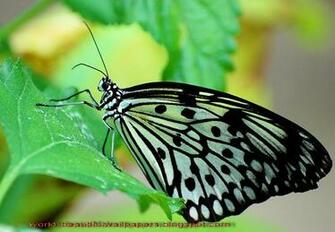 Beautiful Wallpaper Butterflies