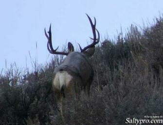 Mule Deer Wallpaper Utah Wildlife Photography All