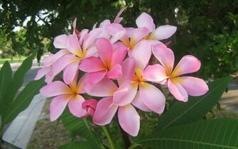 Exotic Flowers