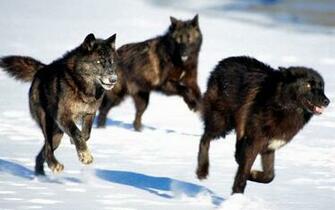 Black Wolf Running Wallpaper