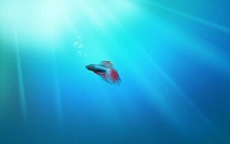Cool Betta Fish Background