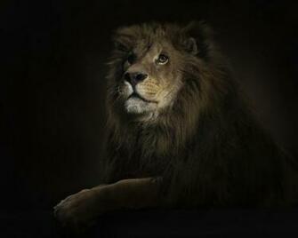 Most Amazing Animals Wallpaper Worlds